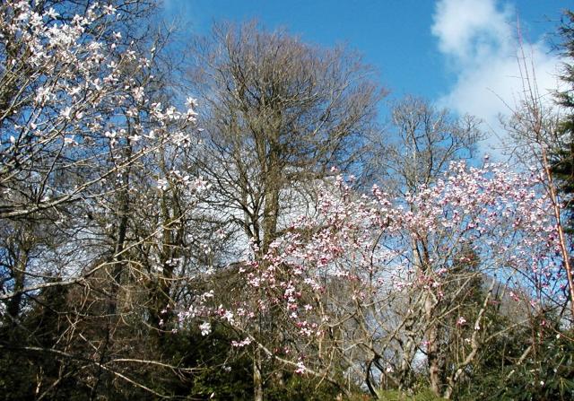 Magnolia view @ Trengwainton